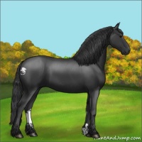 Horse Color:Black 