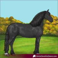 Horse Color:Black 
