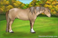Horse Color:Liver Chestnut Pearl Sabino 
