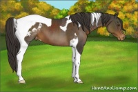 Horse Color:Liver Chestnut Tobiano Appaloosa 
