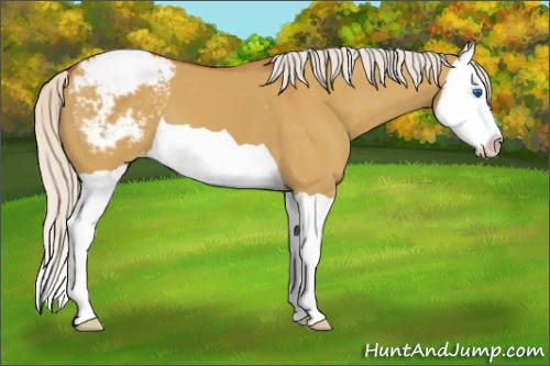 Horse Color:Silver Bay Dun Splash Varnish 