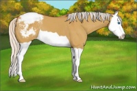 Horse Color:Silver Bay Dun Splash Varnish