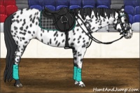 Horse Color:Black Near Leopard 