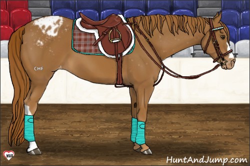 Horse Color:Chestnut Appaloosa 