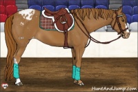 Horse Color:Chestnut Appaloosa 