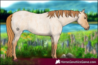 Horse Color:Red Dun Roan 