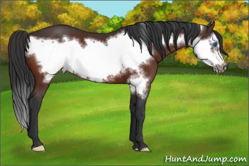 Horse Color:Bay Frame 