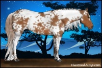 Horse Color:White Spotted Chestnut Tobiano 