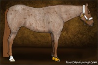 Horse Color:Red Roan 