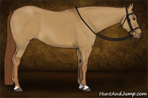 Horse Color:Red Dun