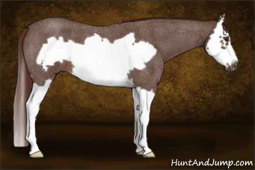 Horse Color:Gray Red Roan Splash Frame 