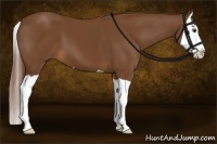 Horse Color:Chestnut Splash 