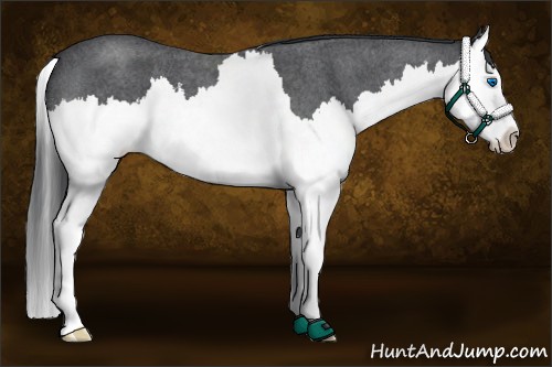 Horse Color:Blue Roan Splash 