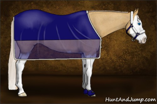 Horse Color:Palomino Roan Splash