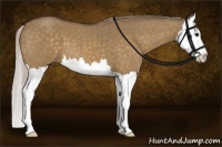 Horse Color:Silver Brown Roan Dun Splash 