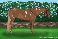 Horse Color:White Spotted Chestnut 