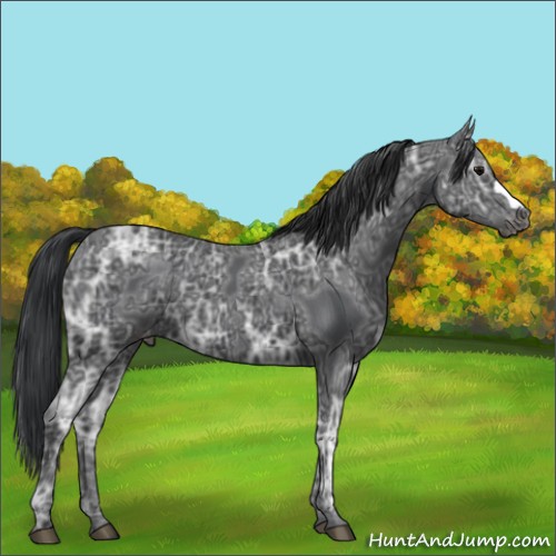 Horse Color:Black Ice Varnish