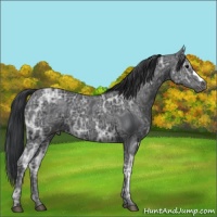 Horse Color:Black Ice Appaloosa