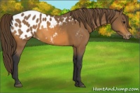 Horse Color:Buckskin Blanket