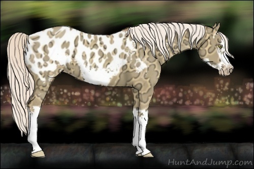 Horse Color:Silver Classic Champagne Ice Dun Splash Frame Near Leopard 