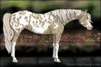 Horse Color:Silver Classic Champagne Ice Dun Splash Frame Appaloosa 