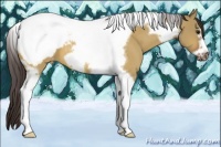 Horse Color:Bay Dun Tobiano Frame Appaloosa