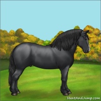 Horse Color:Black 