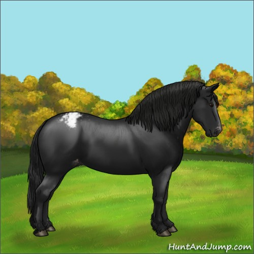 Horse Color:Gray Black Appaloosa 
