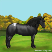 Horse Color:Gray Black Varnish