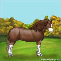 Horse Color:Chestnut Splash 