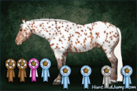 Horse Color:Silver Brown Appaloosa