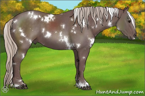 Horse Color:White Spotted Chocolate Silver Black