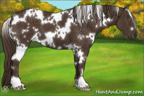 Horse Color:White Spotted Liver Chestnut 