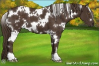 Horse Color:White Spotted Liver Chestnut 