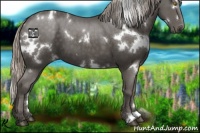 Horse Color:White Spotted Silver Black 