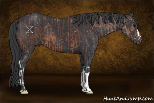 Horse Color:Bay Roan and Black