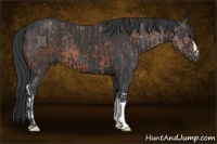 Horse Color:Bay Roan and Black