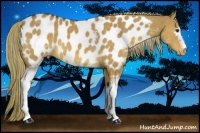Horse Color:White Spotted Red Dun Appaloosa 