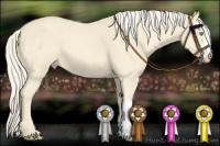 Horse Color:Cremello 