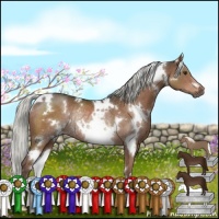 Horse Color:White Spotted Liver Chestnut Rabicano 