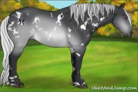 Horse Color:White Spotted Silver Brown Chinchilla 