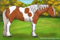 Horse Color:Silver Bay Tobiano