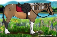 Horse Color:Buckskin Tobiano 