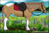 Horse Color:Palomino Tobiano 