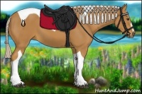 Horse Color:Palomino Sabino Tobiano