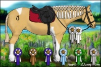 Horse Color:Palomino Tobiano Rabicano