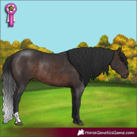 Horse Color:Brown Rabicano  and Brown Rabicano 