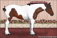 Horse Color:Bay Tobiano 