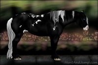 Horse Color:Black Sabino Splash Appaloosa 