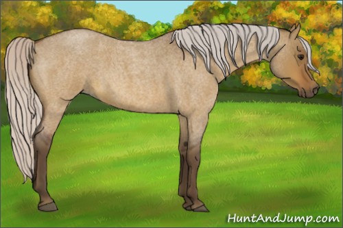 Horse Color:Silver Bay Roan Dun